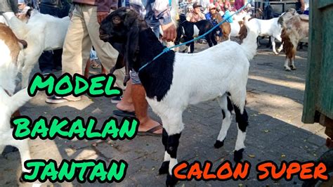 Update Harga Kambing Hari Ini Di Pasar Hewan Terpadu Wlingi Blitar