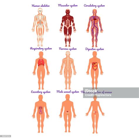 Ensemble De Système De Différents Organes Humains Les Systèmes