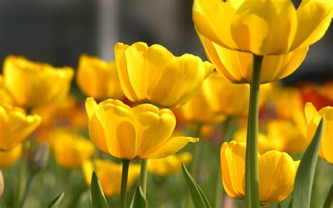 yellow flowers petals buds wallpaper
