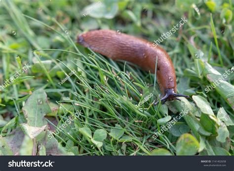 Naked Slug Grass Stock Photo Shutterstock