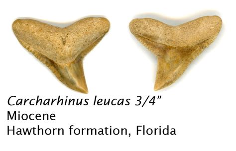 Carcharhinus leucas - Member Collections - The Fossil Forum