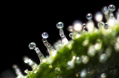 Trichomes Weed Ready