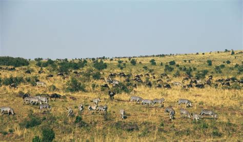 picture gnu animal grassland landscape savanna wildlife