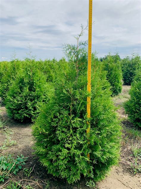 Thuja occidentalis Brabant Arborvitae Arborvitae, Brabant from Kankakee