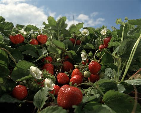 Comment réussir sa plantation de fraisiers