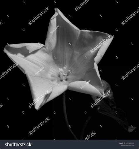 Close Bind Weed Flower Black Background Stock Photo 1093494998