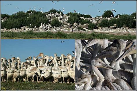 Pelican Banding On Clear Lake National Wildlife Refuge