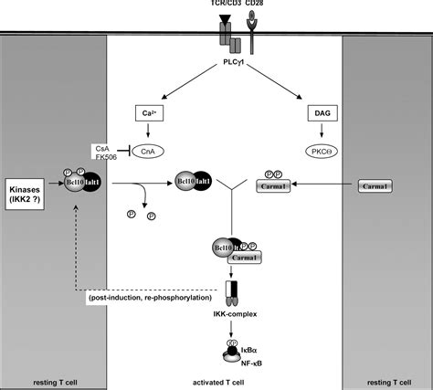 The Ca2 Dependent Phosphatase Calcineurin Controls The Formation Of