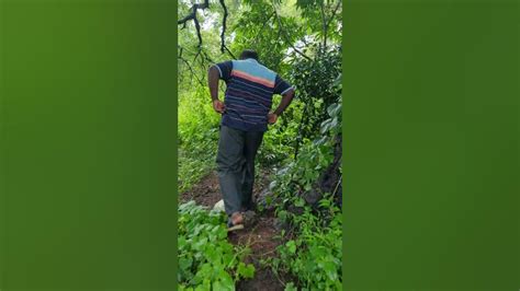 Clean And Green Goa Movement Plants Trees In A Garden And Planting Fruit Bearing Trees2 Youtube