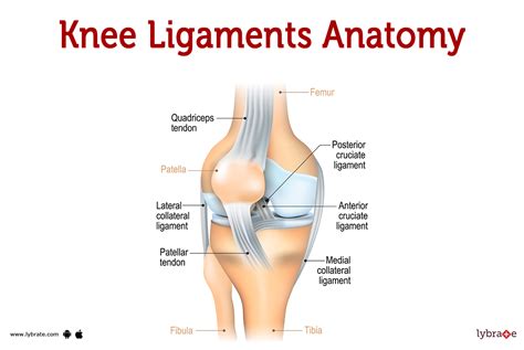 Ligament Knee Anatomy ACL Tear And Injury In Children And Teens
