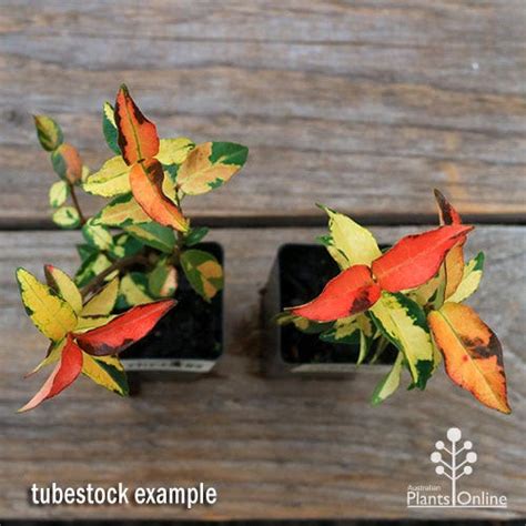 Trachelospermum Summer Sunset Variegated Star Jasmine Australian