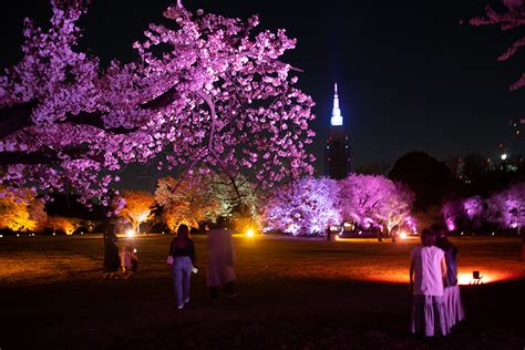 レポ新宿御苑とネイキッドが初コラボNAKED 桜の新宿御苑2023