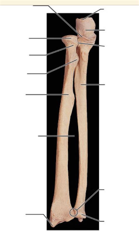 Osteology Lab Practical 2 Study Guide RADIUS AND UNLA Diagram Quizlet