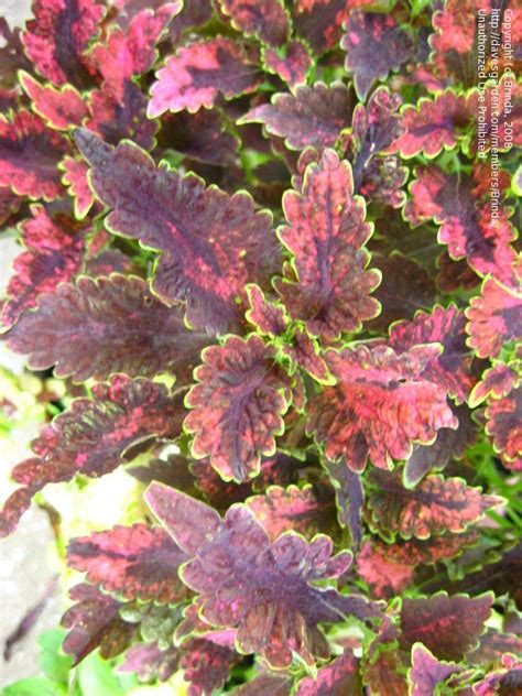 Plantfiles Pictures Coleus Painted Nettle Plum Parfait