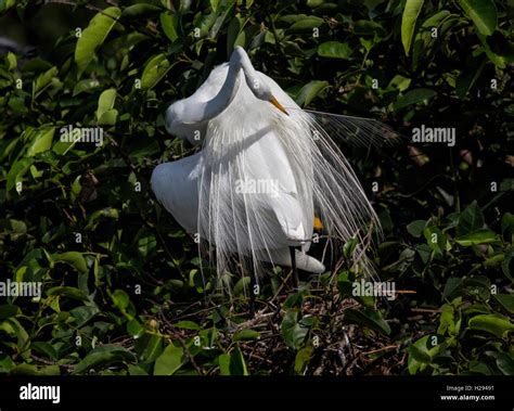 A White Egret Assumes An Artistic Sinuous Pose As It Reaches Back To