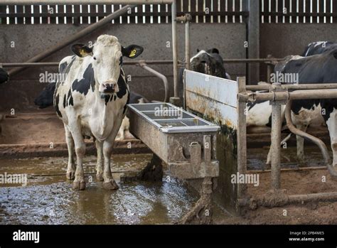 Domestic Cattle Holstein Friesian Dairy Cow Standing Beside Water