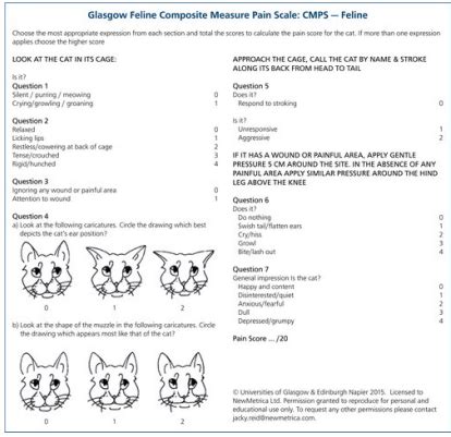 Pain Flashcards Quizlet