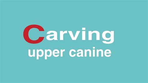 carving upper canine youtube