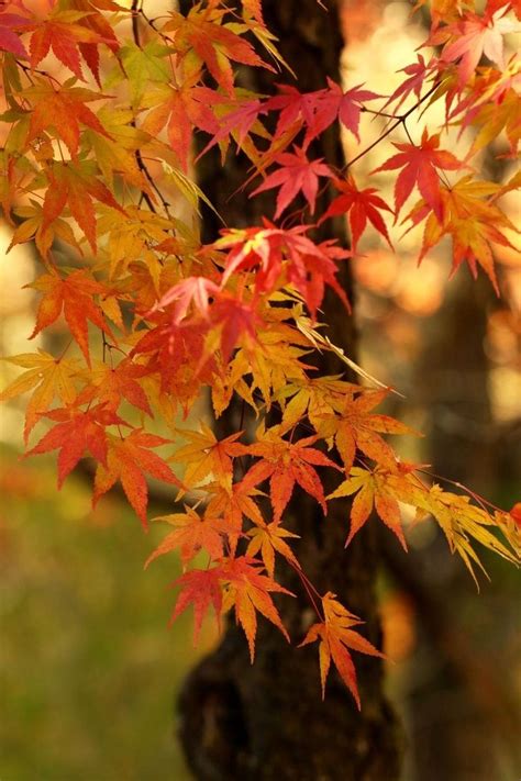 An Orange And Red Leafed Tree In Front Of A Brown Tree With Green Leaves