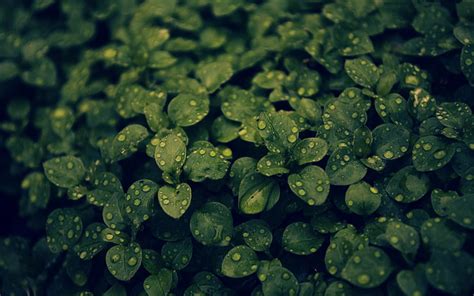 Hd Wallpaper Green Leafed Plant Green Leafed Plant In Closeup Photo