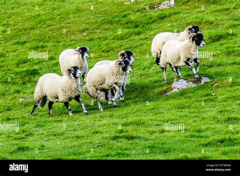 Swaledale Sheep In The Yorkshire Dales Stock Photo Alamy