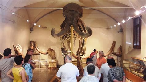 Alla Scoperta Del Museo Di Geologia E Paleontologia Di Firenze Cesvot