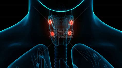 甲状腺肌体解剖术的人体基因层高清图片下载 正版图片507505850 摄图网