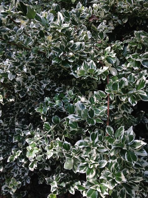 Euonymus Fortunei Emerald N Gaiety Fusain Panach Les Plantes De