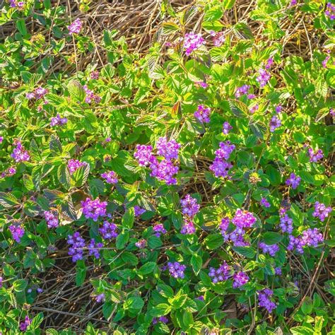 Purple Trailing Lantana | Plants Express