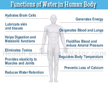 One Drop Water Engineers Function Of Water In Human Body