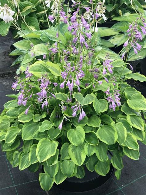 Plantain Lily Hosta Golden Tiara From Growing Colors