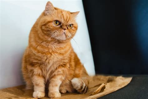 What Type of Cat Is Garfield? Possible Options - Catster