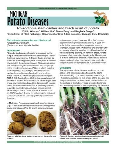 Rhizoctonia Stem Canker And Black Scurf Of Potato Michigan Potato