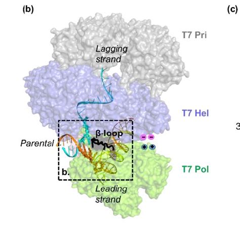 Structure Of The T7 Hel Pol Complex On A Replication Fork A Diagram Download Scientific