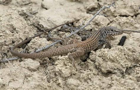 California Lizards Identification And Full Guide