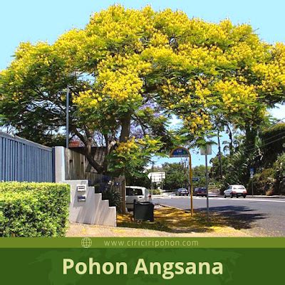 Pohon Angsana, Pohon Peneduh Agar Rumah Lebih Sejuk - Ciriciripohon.com