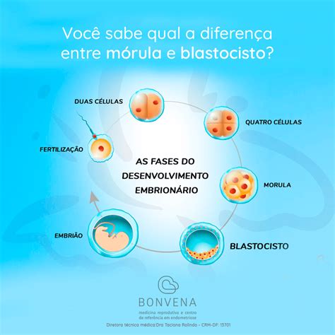 O Que É Um Blastocisto - Você sabe qual a diferença entre mórula e blastocisto? — Bonvena ...