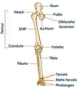 Anatomy of the Human Muscles and Bones