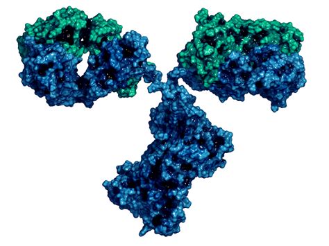 Dengue Virus Ns1 Antibody Serotype 1 The Native Antigen Company