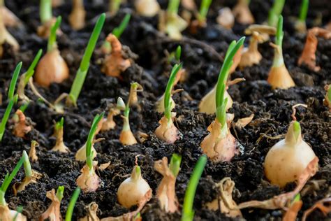 How To Grow And Care For Onions