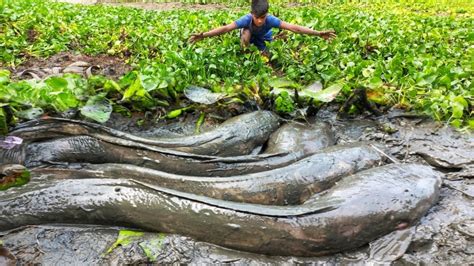 Wow Really Amazing Asian Hand Fishing Technique A Boy Catches Unique