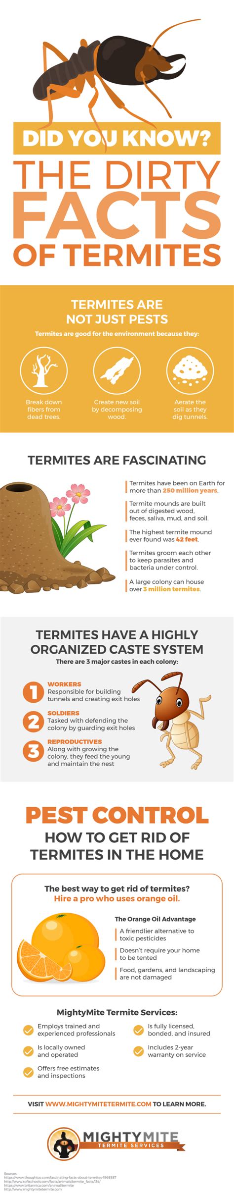 The Dirty Facts Of Termites Mightymite Termite