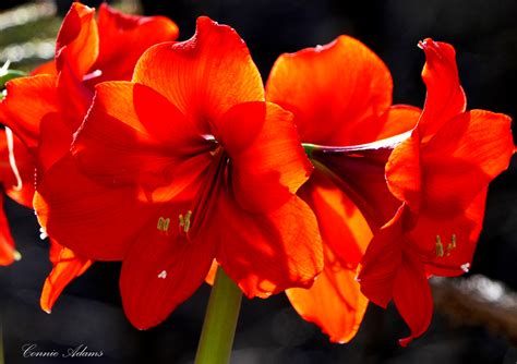 Amaryllis Amaryllis Is The Only Genus In The Subtribe Amar Flickr