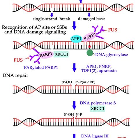 A schematic diagram of exon structure of the FUS gene and domain ...