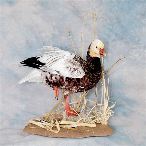 Recreation Bird Taxidermy In Nevada Whistle Wings Avian Taxidermy