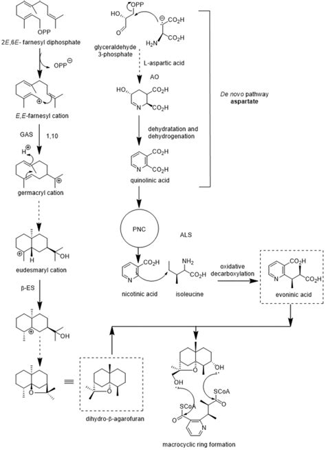 Schematic Representation Of The Proposed Pathway For The Biosynthesis