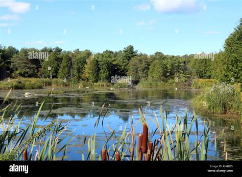 Marsh Scenic In Ontario Canada Stock Photo Alamy