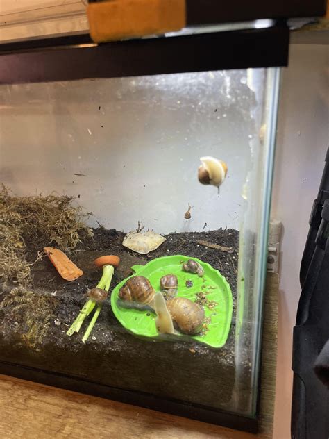 Busy place! : r/snails