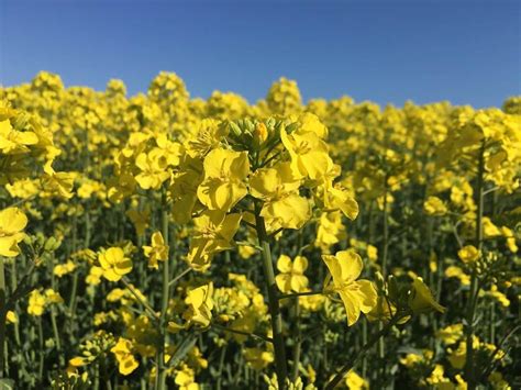 澤田愛美さんのインスタグラム写真 澤田愛美instagram「 一面の菜の花😻 鯵ヶ沢です🌿 どこまでも広がっていて気持ちよかった