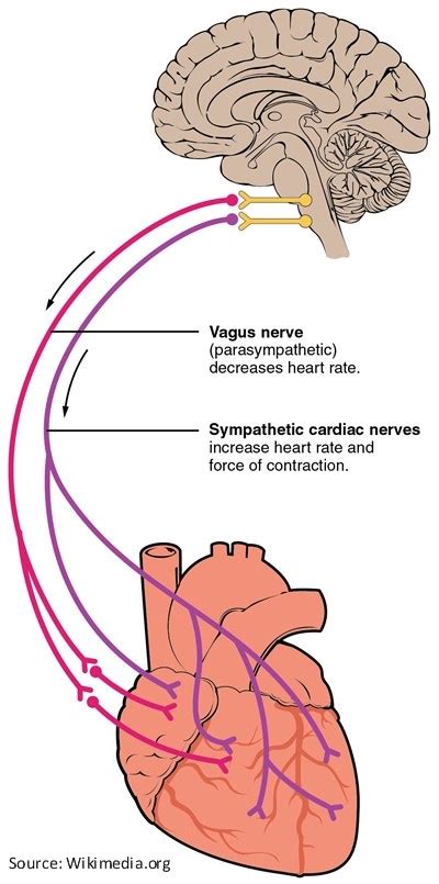 Illustration: The Vagal Nerve - Atrial Fibrillation: Resources for Patients